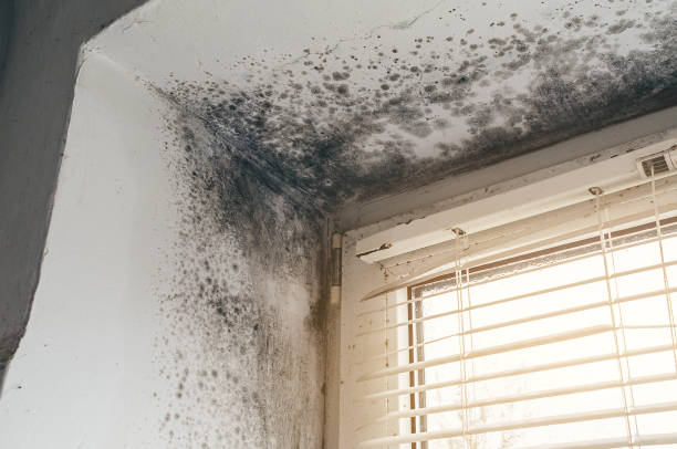 Affordable Mold Remediation solutions in Clearville, PA
