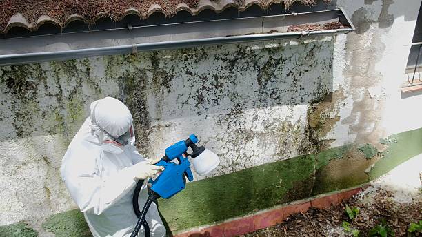 Top rated local Mold Remediation specialists in Clearville, PA